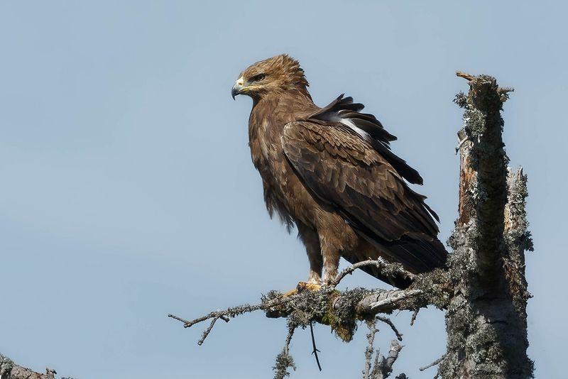 Aigle pomarin, Clanga pomarina