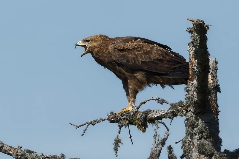 Aigle pomarin, Clanga pomarina