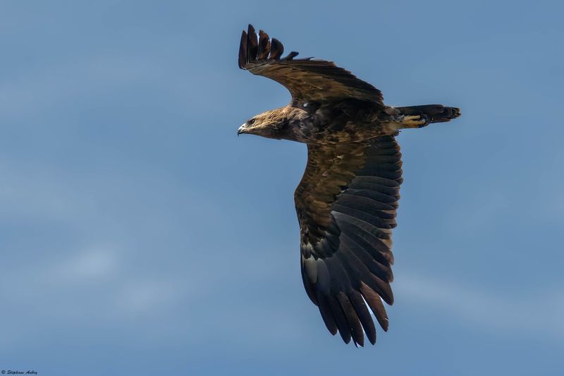 Aigle pomarin, Clanga pomarina