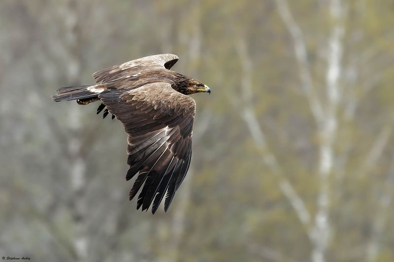Aigle pomarin, Clanga pomarina