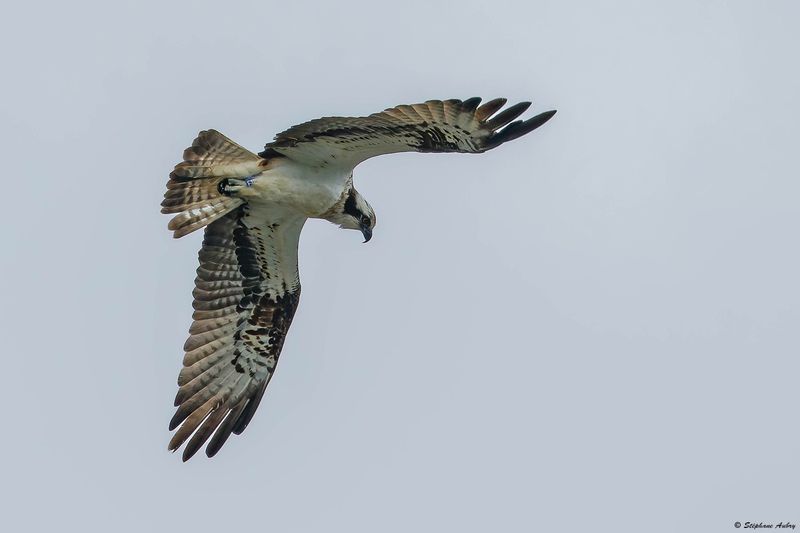 Balbuzard pcheur, Pandion haliaetus