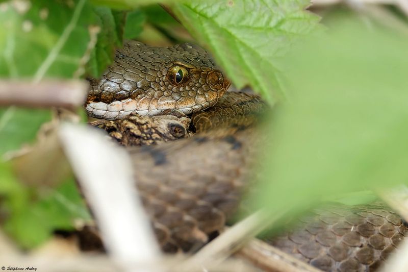 Vipre aspic, Vipera aspis aspis