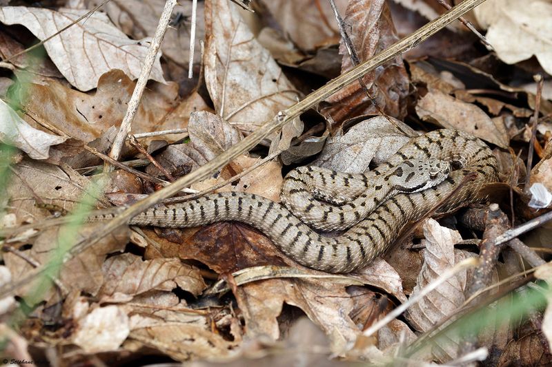 Vipre aspic, Vipera aspis aspis