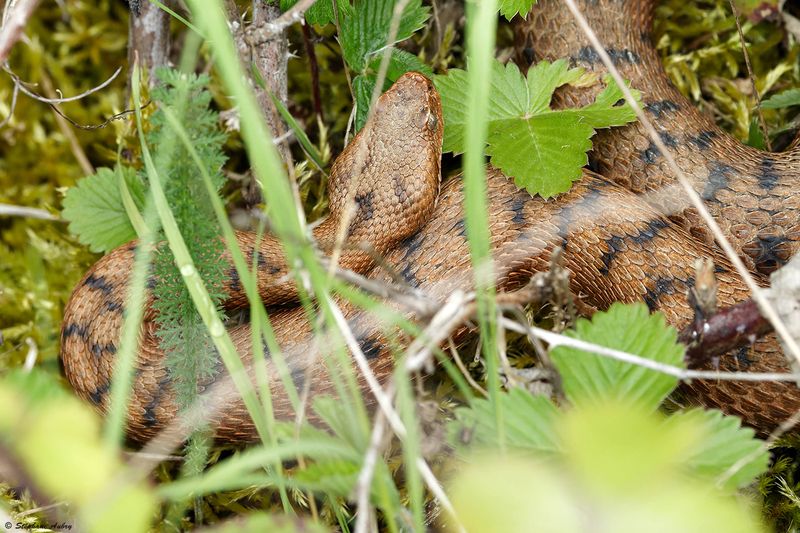 Vipre aspic, Vipera aspis aspis