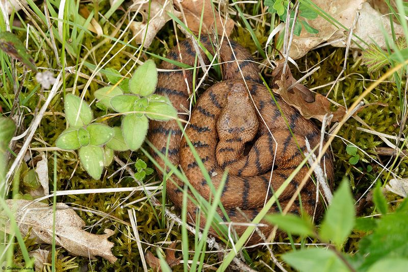 Vipre aspic, Vipera aspis aspis