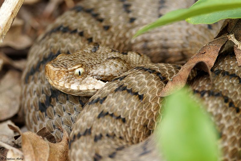 Vipre aspic, Vipera aspis aspis