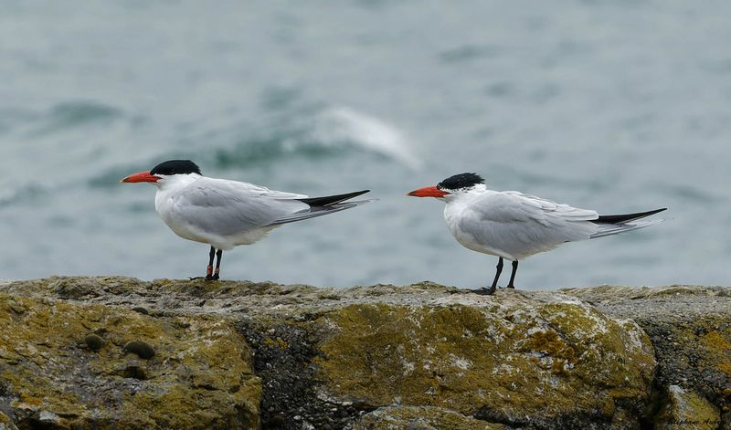 Sterne caspienne, Hydroprogne caspia