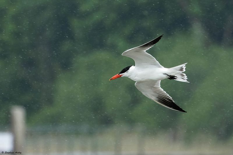Sterne caspienne, Hydroprogne caspia