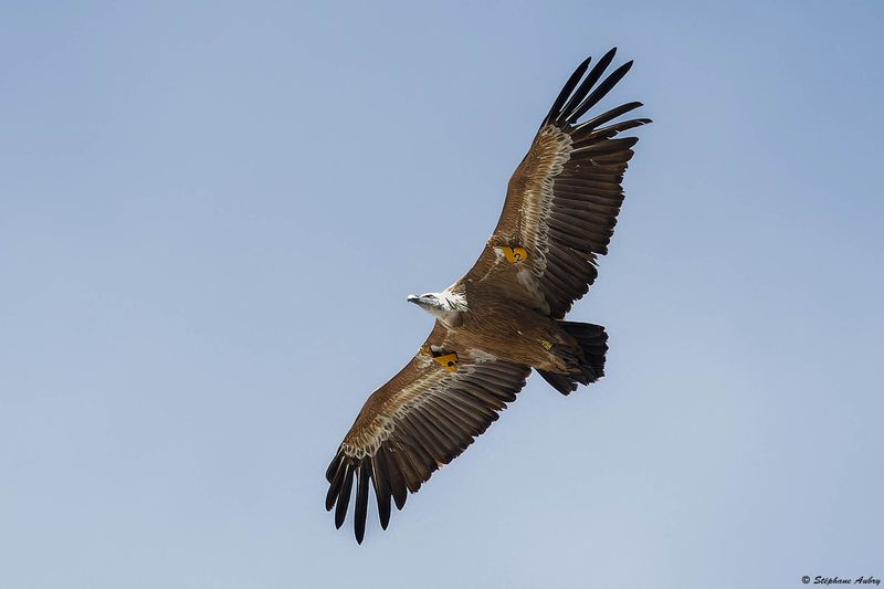 Vautour fauve, Gyps fulvus