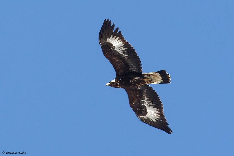 Aigle royal, Aquila chrysaetos