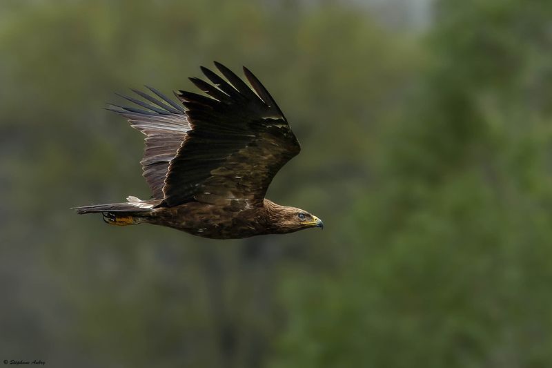 Aigle pomarin, Clanga pomarina