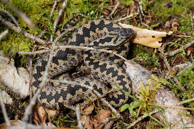 Vipre pliade, Vipera berus berus
