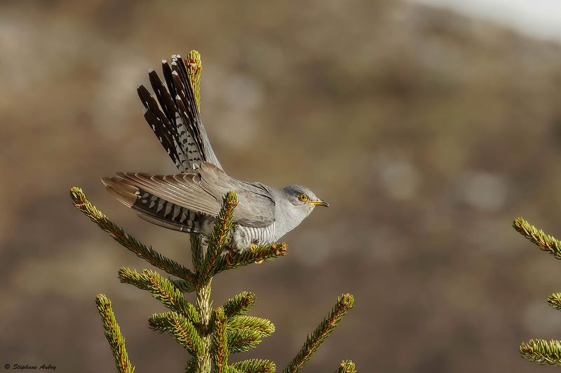 Coucou gris, Cuculus canorus 