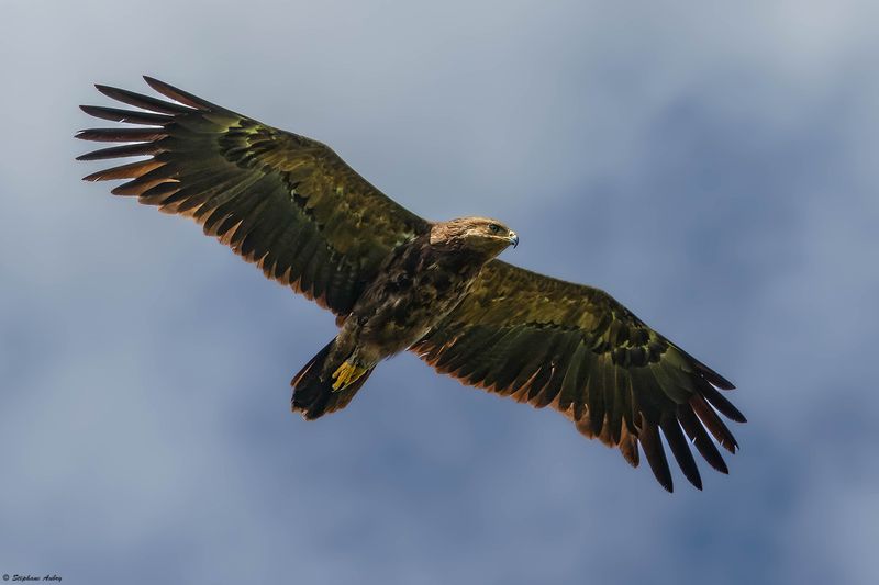 Aigle pomarin, Clanga pomarina