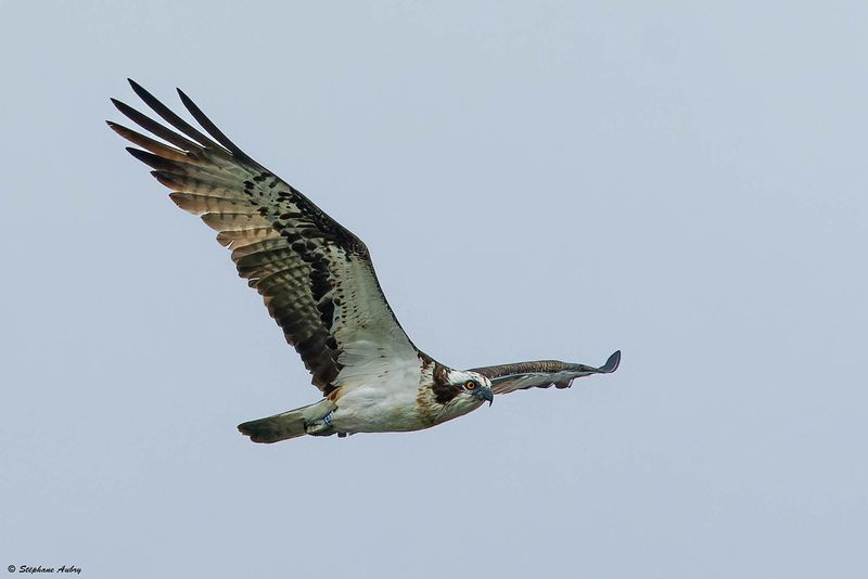 Balbuzard pcheur, Pandion haliaetus