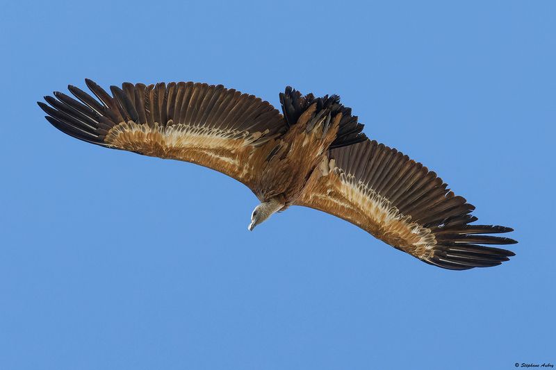 Vautour fauve, Gyps fulvus