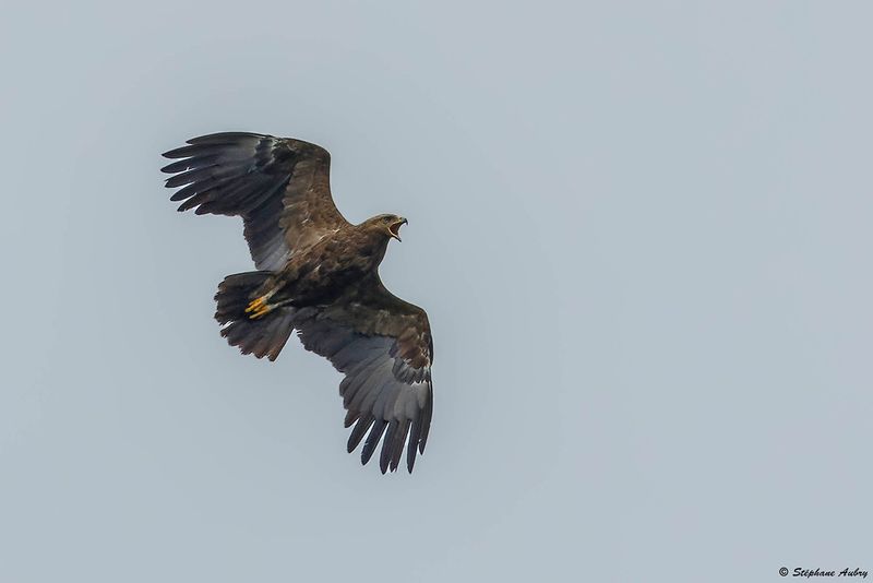 Aigle pomarin, Clanga pomarina