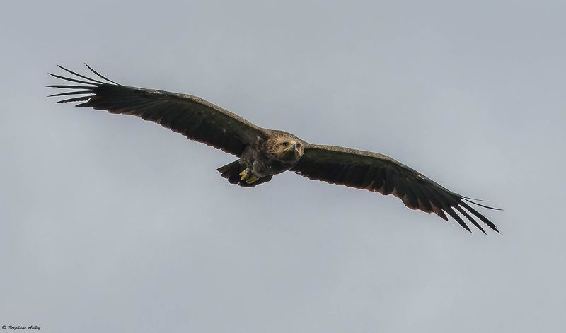 Aigle pomarin, Clanga pomarina