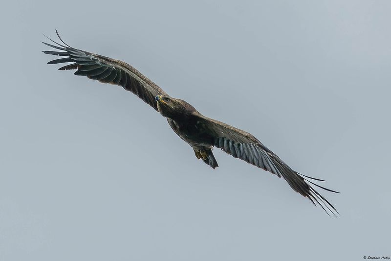 Aigle pomarin, Clanga pomarina