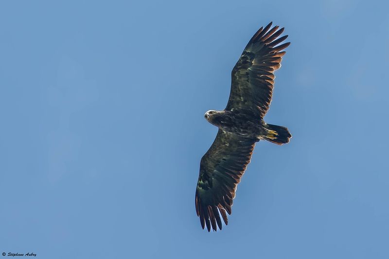 Aigle pomarin, Clanga pomarina