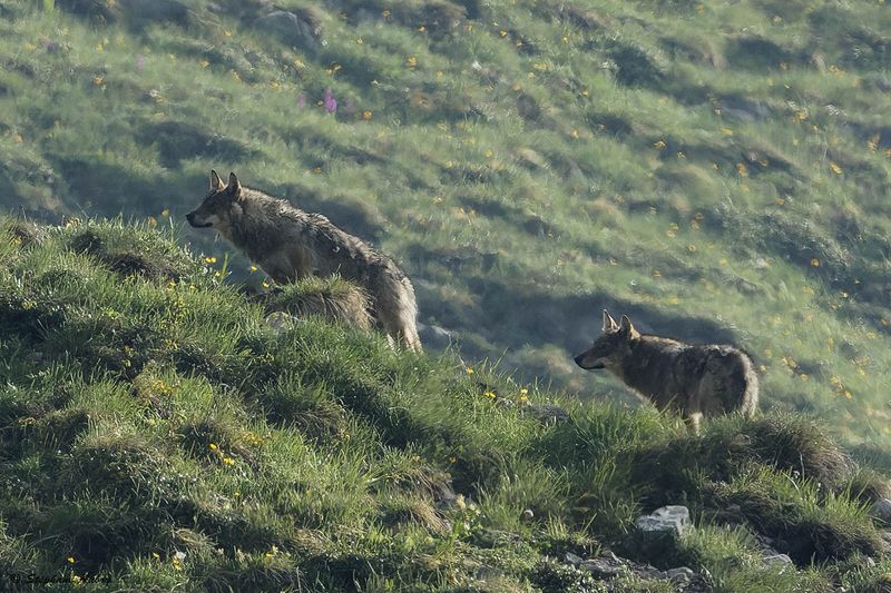 Loup gris, Canis lupus