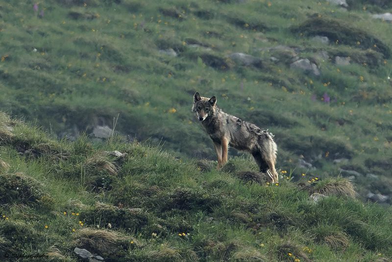 Loup gris, Canis lupus