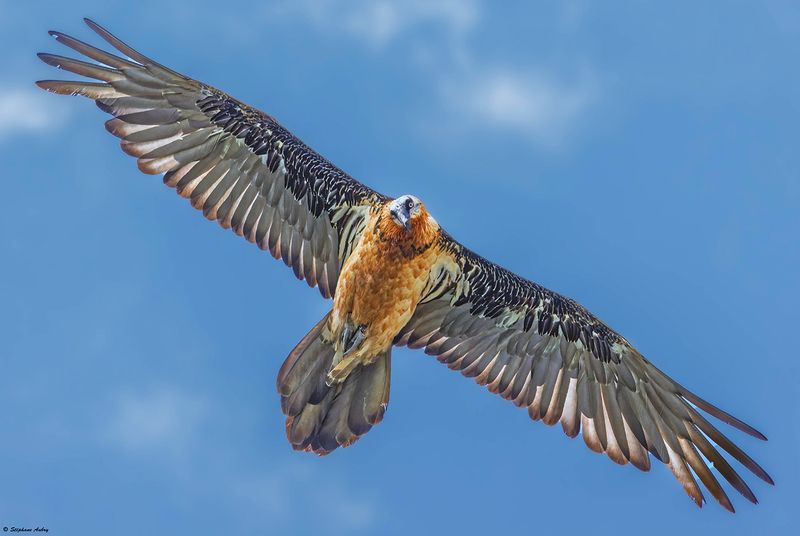 Gypate barbu, Gypaetus barbatus