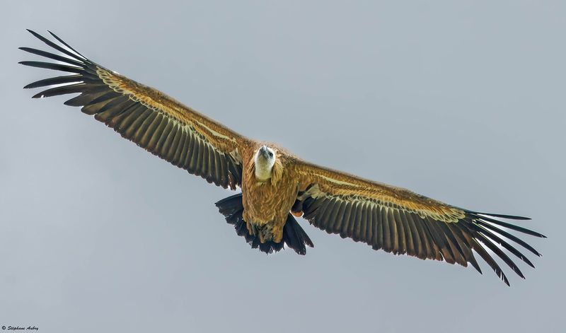 Vautour fauve, Gyps fulvus