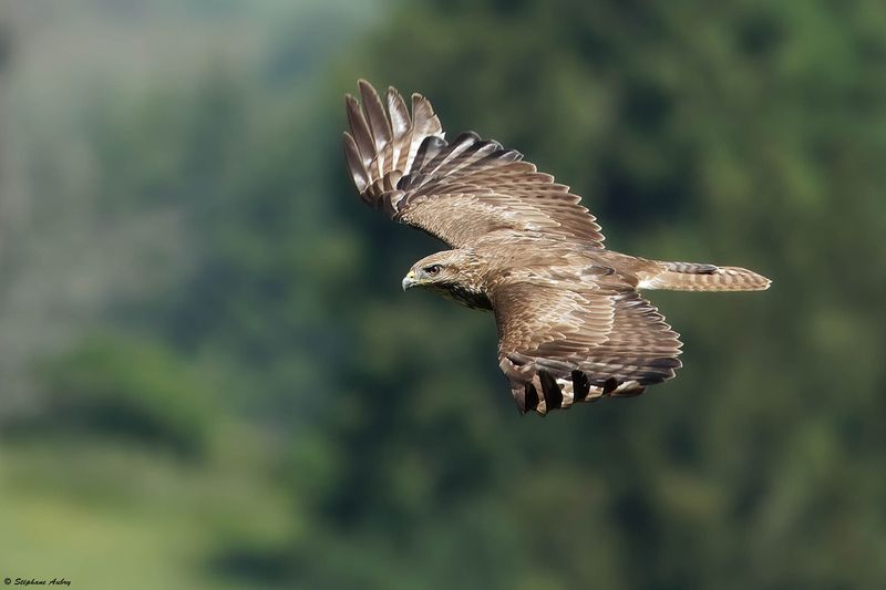 Buse variable, Buteo buteo