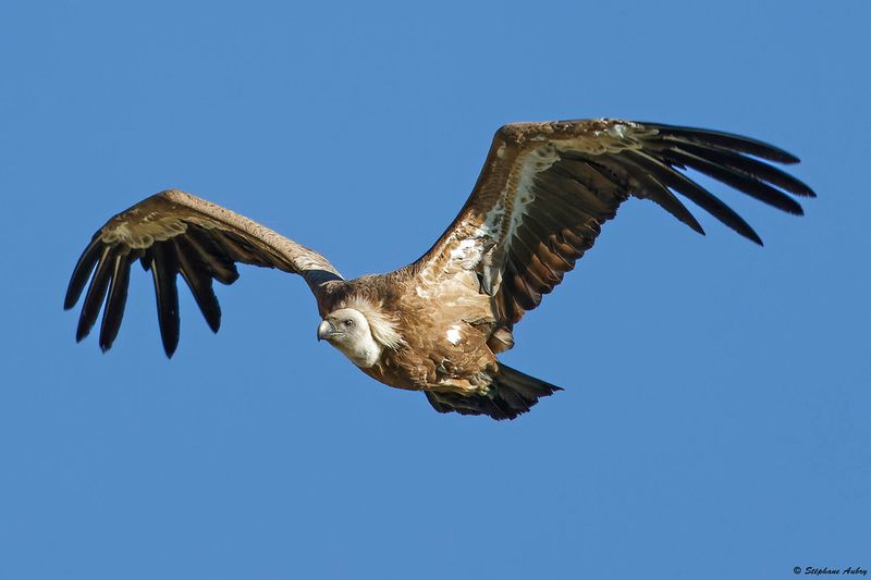 Vautour fauve, Gyps fulvus