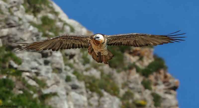 Gypate barbu, Gypaetus barbatus