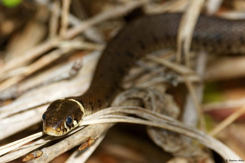 Natrix helvetica