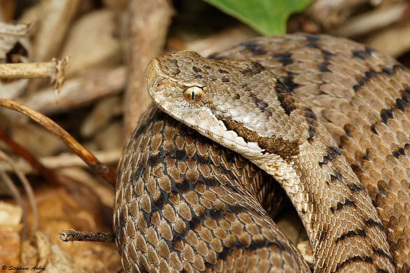 Vipre aspic, Vipera aspis aspis