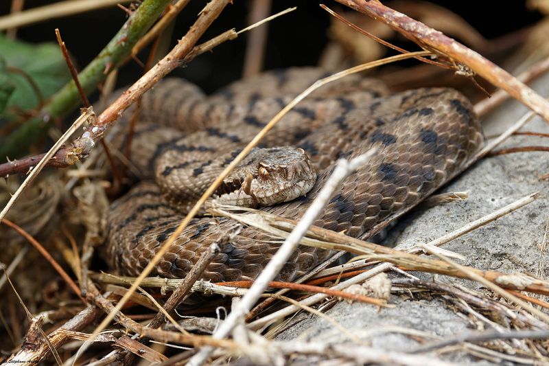 Vipre aspic, Vipera aspis aspis