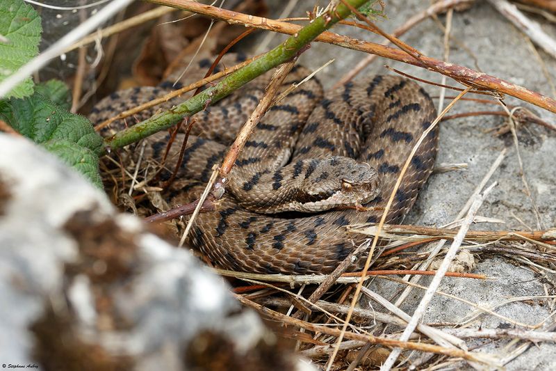 Vipre aspic, Vipera aspis aspis