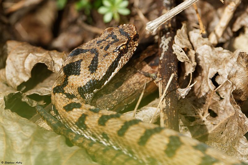 Vipre aspic, Vipera aspis aspis