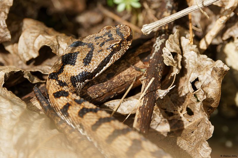 Vipre aspic, Vipera aspis aspis