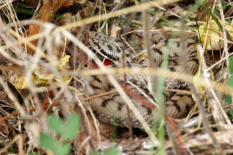 Vipre aspic, Vipera aspis aspis