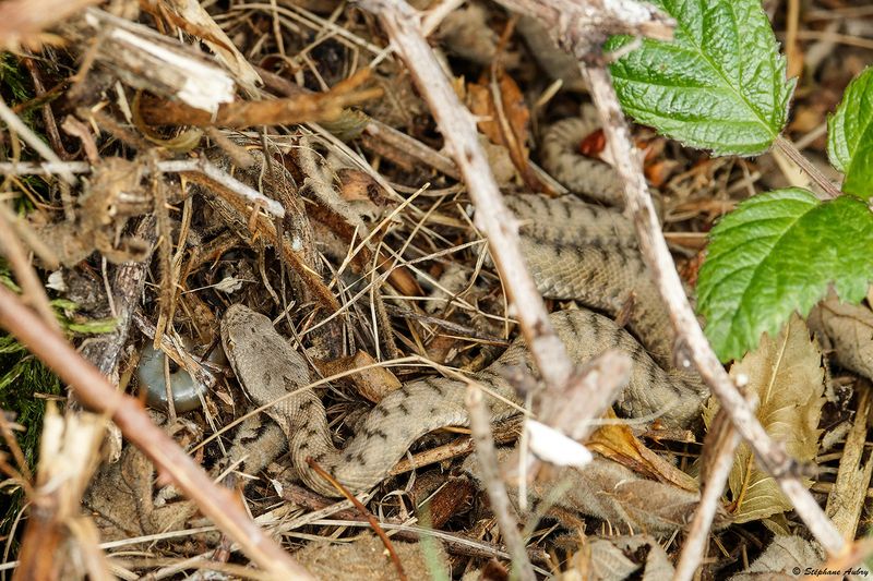 Vipre aspic, Vipera aspis aspis