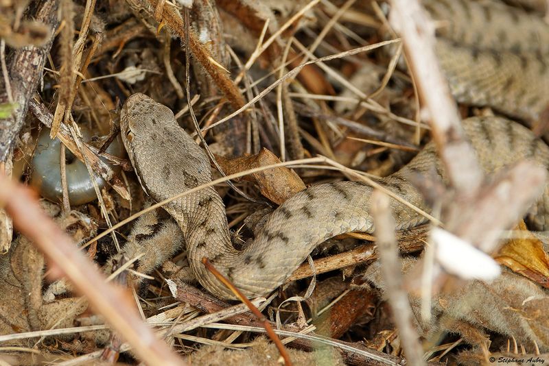 Vipre aspic, Vipera aspis aspis