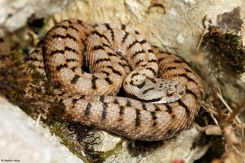 Vipre aspic, Vipera aspis aspis