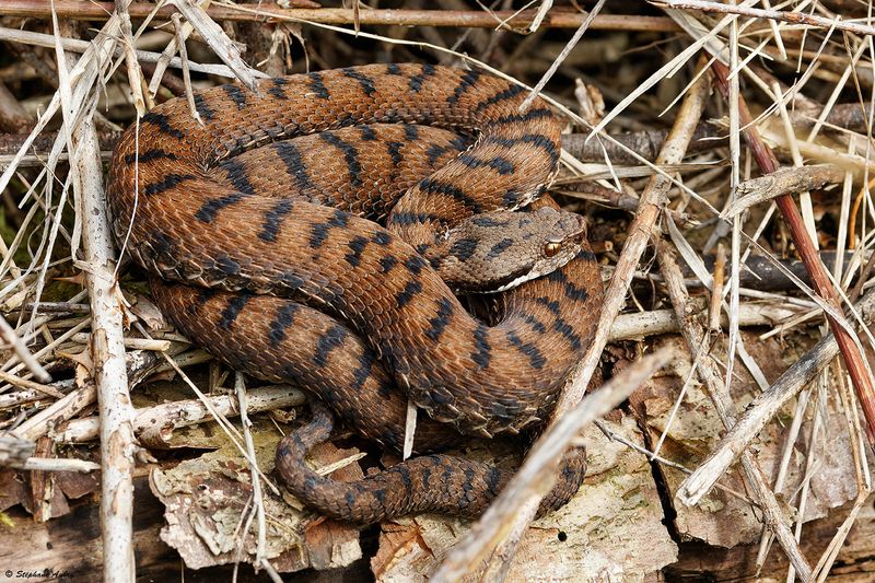 Vipre aspic, Vipera aspis aspis