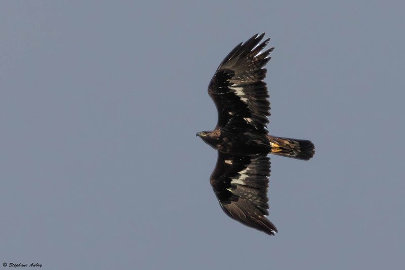 Aigle royal, Aquila chrysaetos