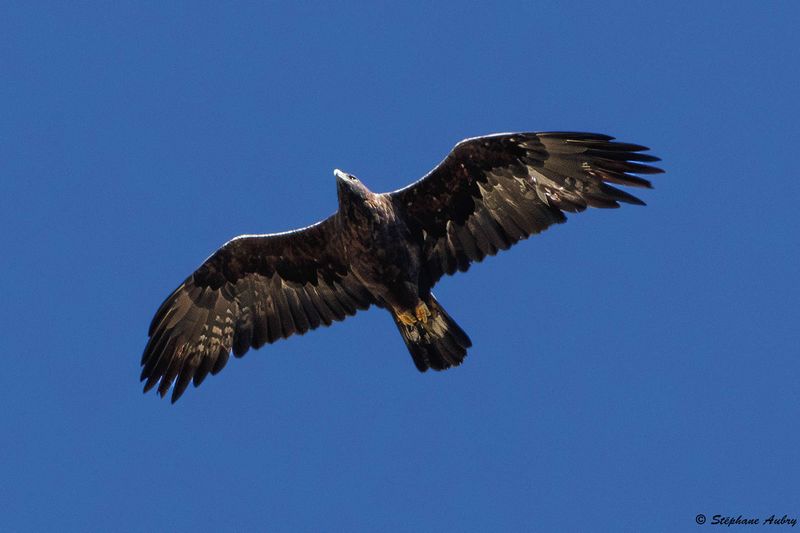 Aigle royal, Aquila chrysaetos