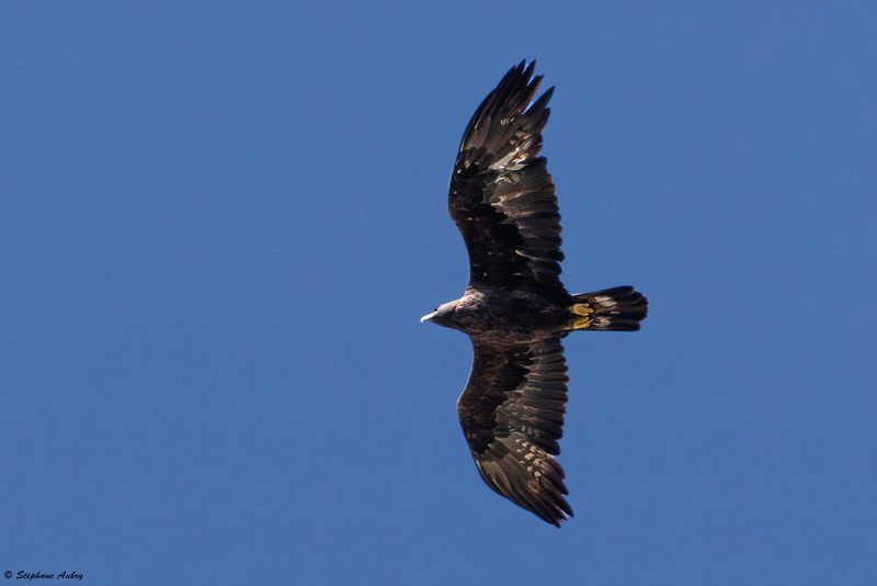 Aigle royal, Aquila chrysaetos