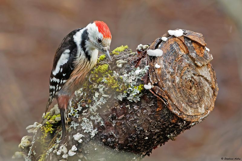 Pic mar, Dendrocoptes medius