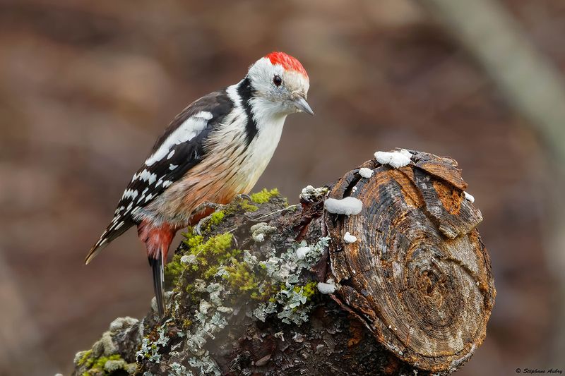 Pic mar, Dendrocoptes medius