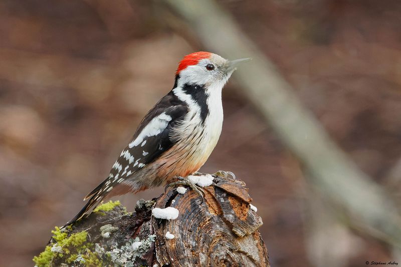 Pic mar, Dendrocoptes medius