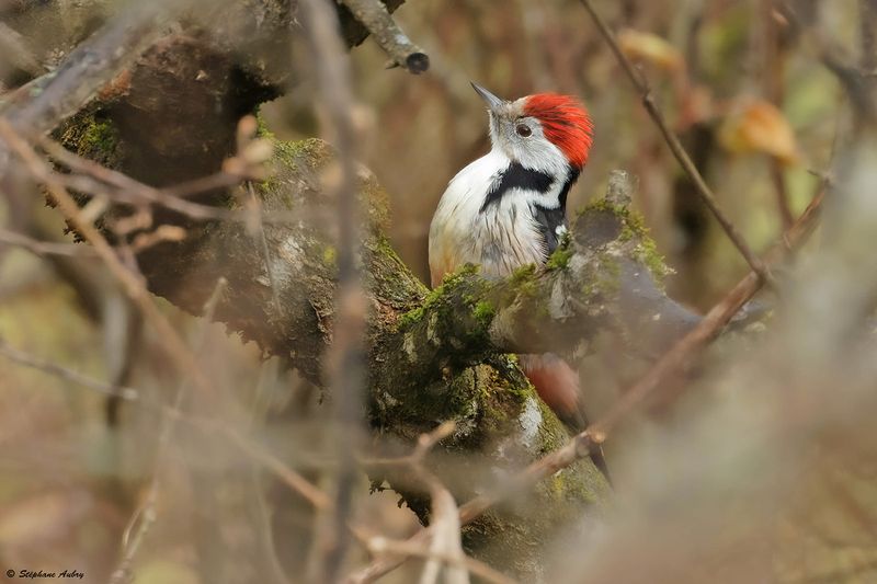 Pic mar, Dendrocoptes medius