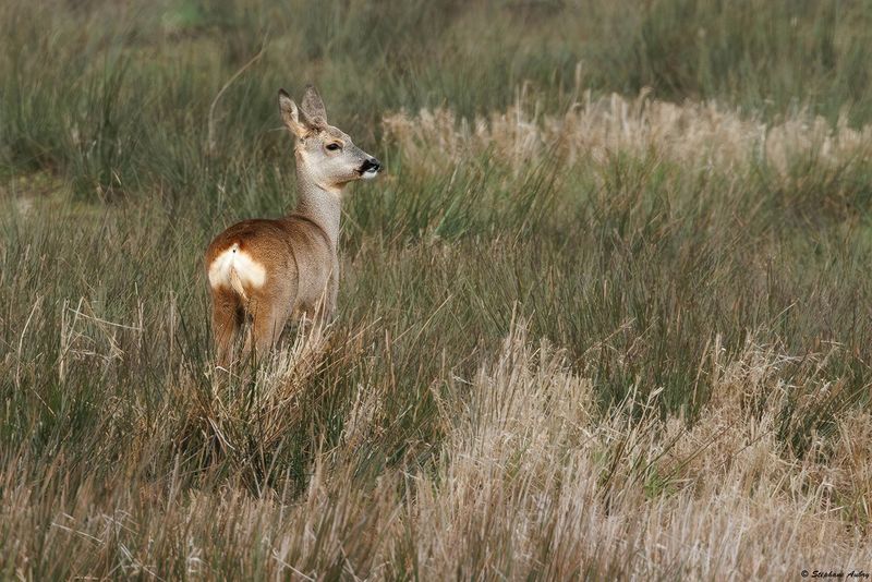 Chevreuil, Capreolus capreolus